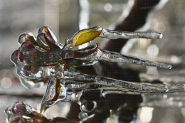 Lutte contre le gel par aspersion - Verger de poirier, Lanxade (24) : 10/03/2021